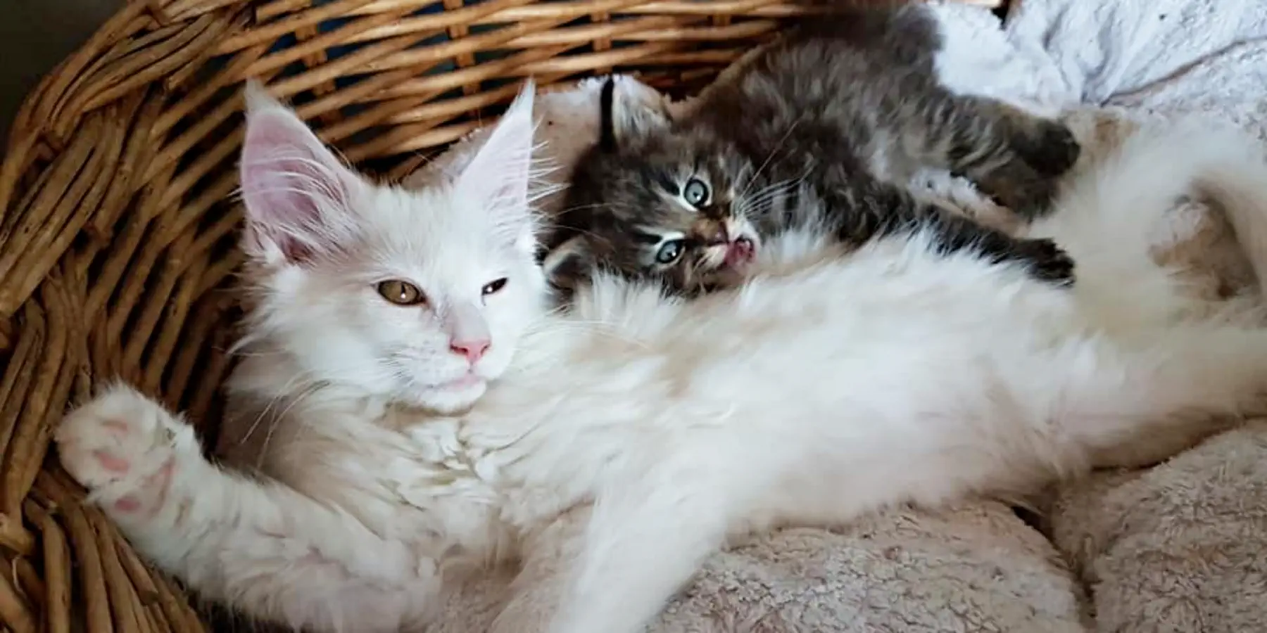 Fellnasen von der Soerheide Maine Coon Zucht Dorsten