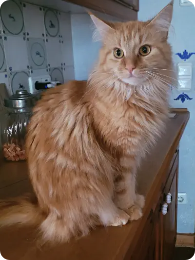 Fellnasen von der Soerheide Maine Coone Katze