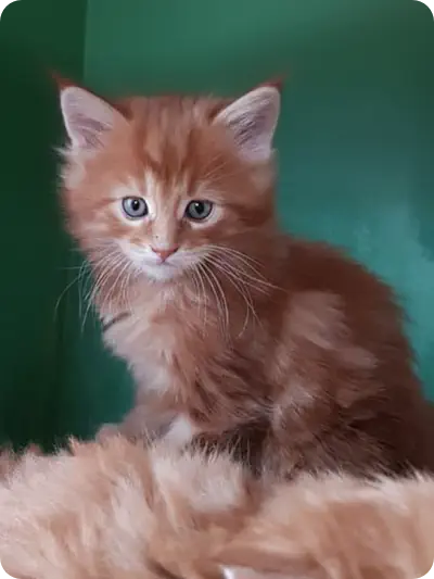 Maine Coone Kitten Zucht Dorsten im Münsterland