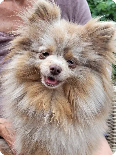 Pomeranian Zwergspitz Welpen von Fellnasen von der Soerheide