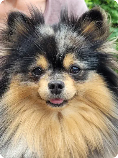 Fellnasen von der Soerheide Zwergspitz Hobbyzucht Dorsten