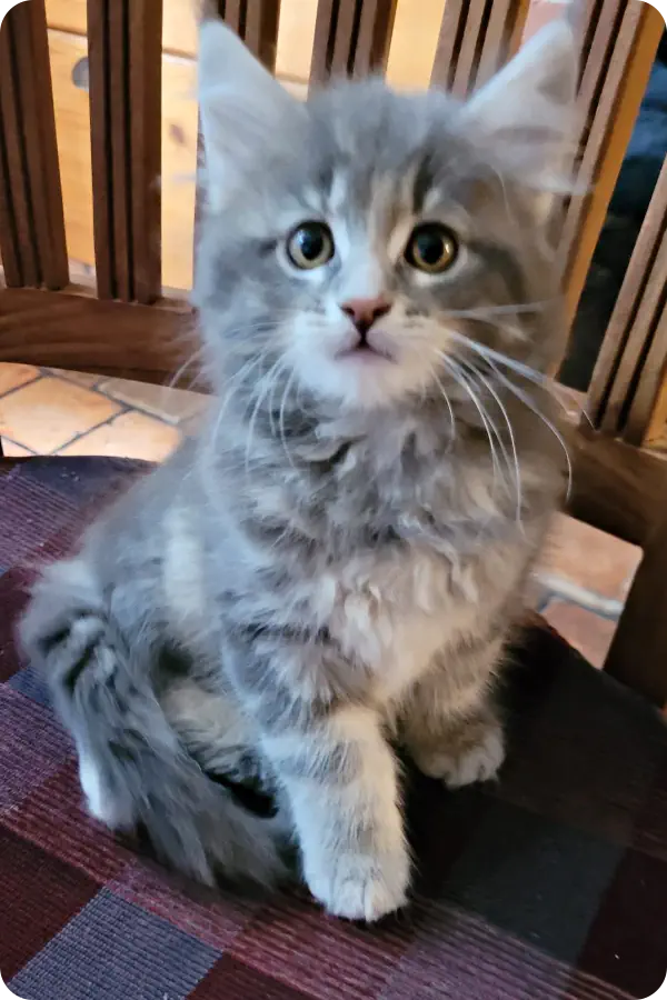 Maine Coon Kitten kaufen bei Fellnasen von der Soerheide Dorsten