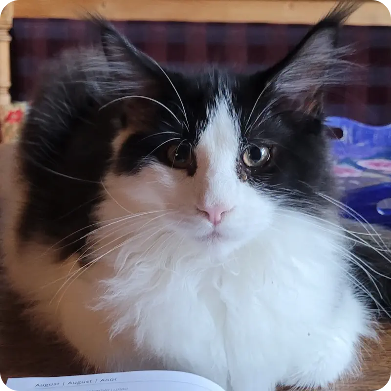 Maine Coon Katze aus dem Münsterland