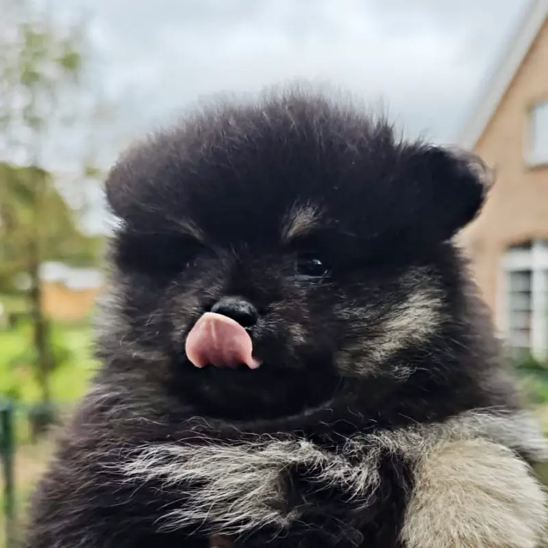 Pomeranian Zucht - Zwergspitz Fellnasen von der Soerheide
