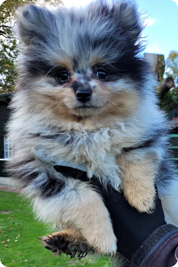 Zwergspitz Welpe kaufen im Münsterland